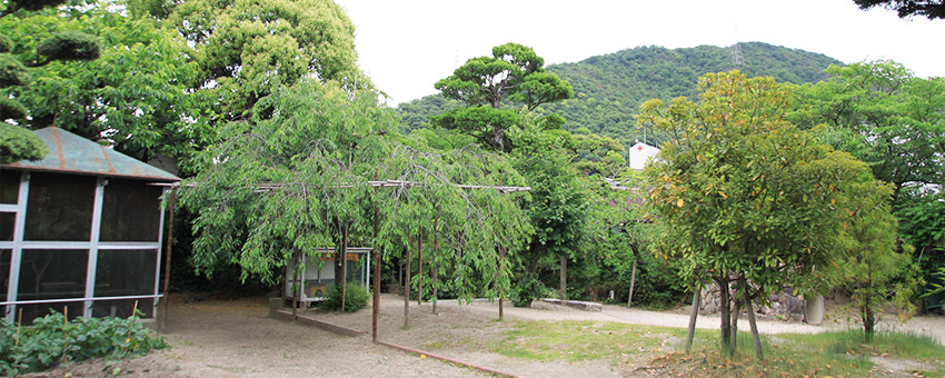 私立幼稚園　昭和園